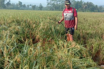 Varietas Mantap inovasi Balitbangtan, mampu hasilkan padi 9,1 ton/ha