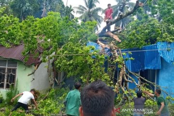 Pohon tumbang timpa rumah, tiga warga Nagan Raya terluka, satu pingsan
