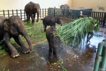 Kebutuhan pakan satwa Taman Safari