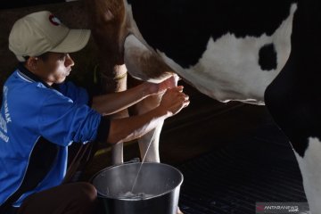 Usaha sapi perah dinilai dapat atasi dampak corona