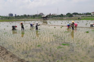 Di saat pandemi, kelompok tani di Jakarta ternyata mampu tanam padi