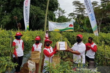 Petrokimia dorong peningkatan panen cabai rawit di tengah COVID-19