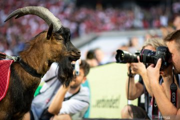 Maskot Cologne tak hadir saat Bundesliga kembali digelar