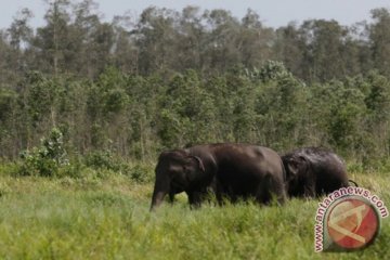 15 gajah liar rusak rumah dan kebun warga Bengkalis Riau