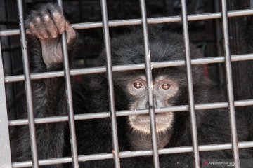 Siamang serahan warga di Aceh