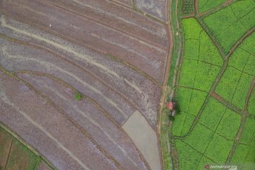 Menteri PUPR: Sawah baru di Kalteng dikerjakan dengan investasi BUMN