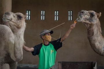 Program donasi dan adopsi satwa