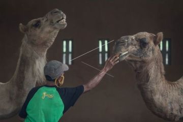 Program donasi dan adopsi satwa