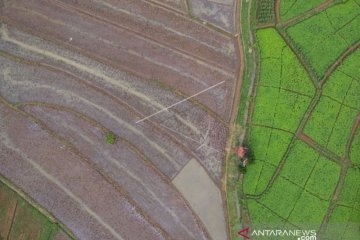 TARGET PERCEPATAN MUSIM TANAM PADI KEDUA