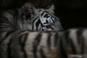 Kebun binatang Sofia kembali dibuka