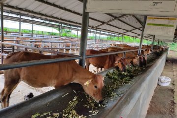 Penuhi kebutuhan daging, Kementan dorong pengembangan sapi pasundan