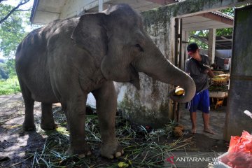 Donasi makanan untuk satwa di kebun binatang Medan