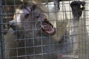 Monyet liar berkeliaran di permukiman warga di Serang