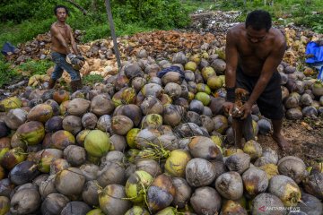 Petani Kopra beralih jual buah kelapa mentah