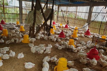 Jelang Lebaran, Kementan catat harga ayam hidup membaik