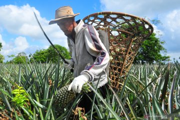 Nanas dinilai bisa tangkal Corona, petani nanas Siak dulang pesanan