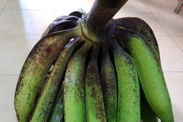 Kandungan pro-vitamin A pisang lokal lebih tinggi dari pisang impor