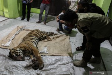 Harimau sumatra mati terjerat