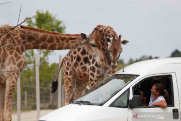 Akibat pandemi COVID-19, seorang pengusaha sirkus ubah bisnisnya jadi taman safari