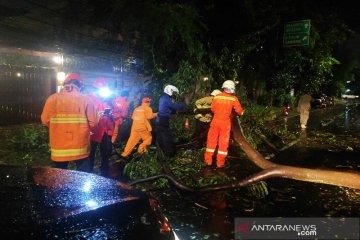 Pohon tumbang di Jaksel timpa penyandang tuna rungu