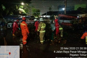 Pohon tumbang di Jaksel timpa tiang listrik hingga rubuh