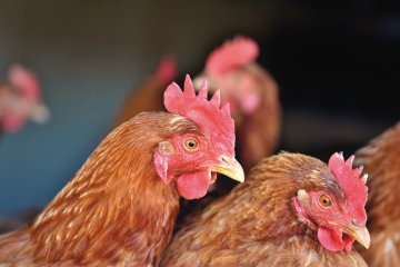 Kolaborasi global galakkan produksi telur ayam bebas sangkar di Asia