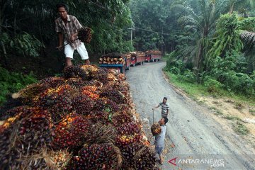 Harga CPO di Jambi hanya naik tipis Rp28, masih di atas Rp8.000/kg