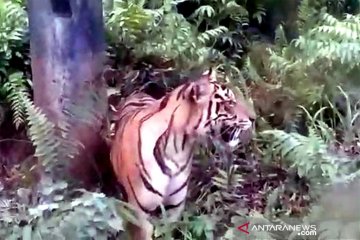 Hutan Lindung Bukit Daun perlintasan harimau sumatera