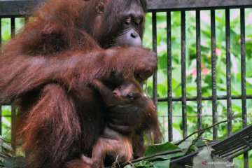 Kelahiran bayi Orangutan Kalimantan