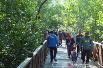 Perlindungan 3,49 juta ha mangrove lebih penting dari rehabilitasi