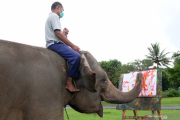 Gajah belajar melukis