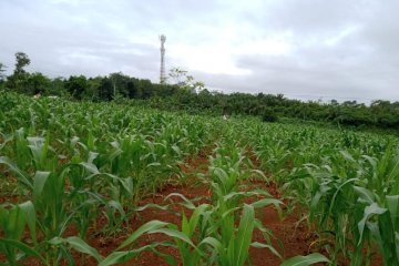BPTP Banten tingkatkan produksi jagung di lahan kering