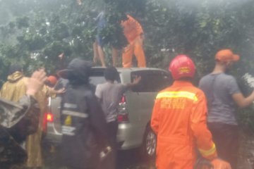 Pohon tumbang timpa minibus dan merusak instalasi listrik di Cipayung