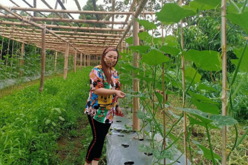 Sentrum Agraris Lotta Bantu Pengembangan Komoditas Pangan