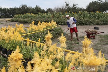 Wisata kebun bunga di Parangkusumo terdampak COVID-19