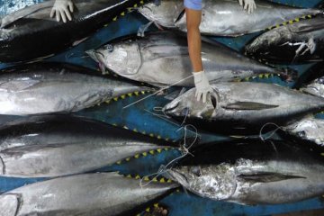 Pengamat: Peningkatan ekspor perikanan harus berdampak pada UMKM
