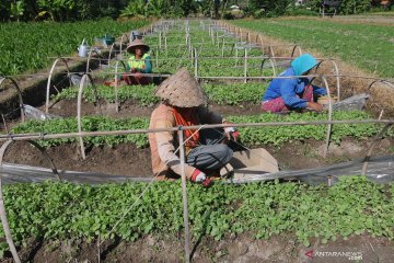 BPS catat upah nominal harian buruh tani Mei 2020 naik 0,14 persen