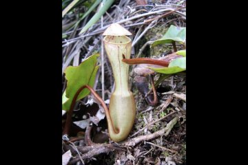 Pakar: Dunia akan kehilangan jika Nepenthes clipeata punah