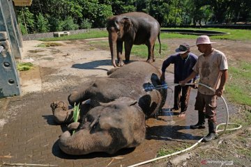 Perawatan gajah TWC Borobudur