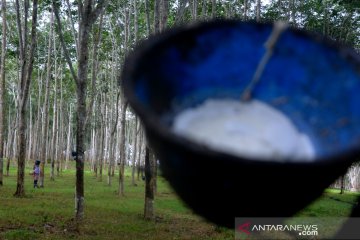Upah buruh tani kebun karet Jawi-jawi