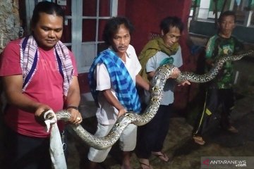 Warga Cianjur tangkap ular sanca sepanjang 4,5  meter
