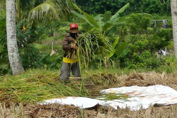 Surplus 30 ribu ton untuk ketersediaan pangan di masa COVID-19