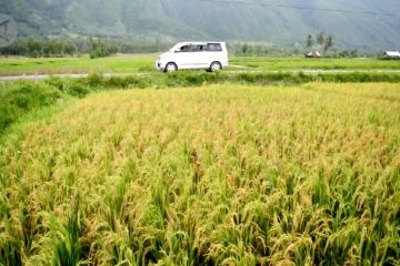 Pemkab Sigi akan beli hasil bumi dari petani lokal