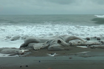 Gelombang tinggi sebabkan abrasi di bibir pantai Aceh Barat