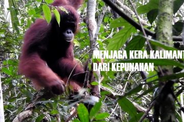 Menjaga kera Kalimantan dari kepunahan