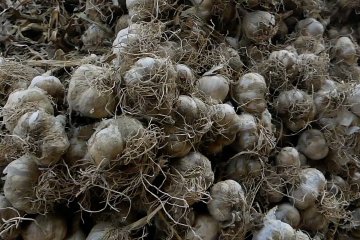 PNS Temanggung wajib beli bawang putih dan cabai petani 