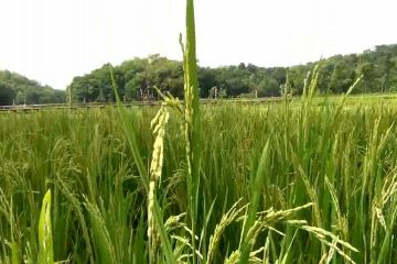 Kementan siap kembangkan lahan pertanian di Kalteng