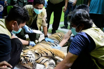 Harimau Sumatera mati terkena jerat, BKSDA kejar pelaku