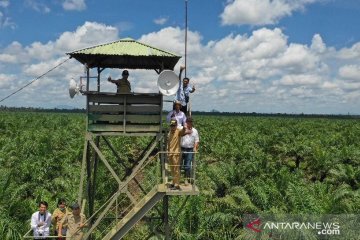 Harga sawit di Kalbar kembali turun terdampak COVID-19