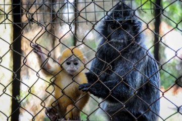 Anak Lutung Jawa Dalam Pelukan Ibunya Hadir Di Bandung Zoo